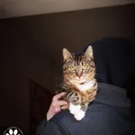 Kot do adopcji, Starogard Gdański, 14 maja 2025