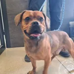 Znaleziono psa, Chełmek, 14 maja 2025