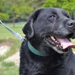 Pies do adopcji, Chełmek, 25 kwietnia 2025