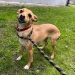 Pies do adopcji, Włocławek, 13 maja 2025