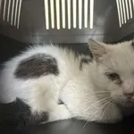 Kocurek poz. 25/199/K