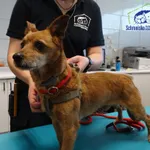 Znaleziono psa, Szczecin, 13 maja 2025