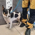 Znaleziono psa, Chełmek, 14 maja 2025