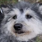 Znaleziono psa, Pieckowo, 14 maja 2025