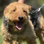 Imię: Tereska Chip: 616093902338801 Płeć : Samica Wiek: styczeń 2020 Wielkość: mała Dzieci: w wieku szkolnym Kastracja/sterylizacja: tak Inne Psy: akceptuje inne psy Charakter: Tereska to miły sympaty