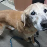 Znaleziono psa, Gdańsk, 15 maja 2025