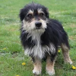 Pies do adopcji, Grudziądz, 22 kwietnia 2025