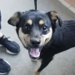 Znaleziono psa, Gdańsk, 15 maja 2025