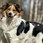 Imię:  Franciszek Chip: 616093903060544 Płeć : Samiec Wiek: styczeń 2024 Wielkość:  Średni Kastracja/sterylizacja:  Tak Inne Psy:  Akceptuje towarzystwo suczek i psów. Dzieci:  W wieku szkolnym  Chara