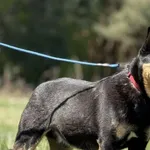 Imię:  Kodżak Chip: 616093902550536 Płeć : Samiec Wiek: styczeń 2020 Wielkość:  Średni (głową sięga do kolana) Kastracja/sterylizacja:  Tak Inne Psy:  Akceptuje towarzystwo suczek i psów. Dzieci:  W w