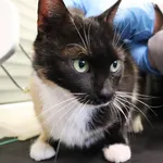 Znaleziono kota, Łódź, 14 maja 2025