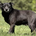 Imię: Romuś Chip: 616093902338806 Płeć : Samiec Wiek: styczeń 2020 Wielkość: średni Dzieci: w wieku szkolnym Kastracja/sterylizacja: tak Inne Psy: akceptuje inne psy Charakter: Romuś to psiak który pr