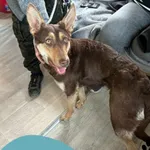 Znaleziono psa, Dąbrówka, 14 maja 2025