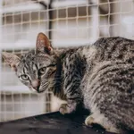 Kot do adopcji, Sosnowiec, 29 marca 2024