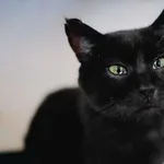 Kot do adopcji, Sosnowiec, 30 czerwca 2024