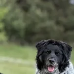 Imię:  Kubuś Chip: 616093903065323 Płeć : Samiec Wiek: styczeń 2024 Wielkość:  Średni Kastracja/sterylizacja:  Tak Inne Psy:  Akceptuje towarzystwo suczek i psów. Dzieci:  W wieku szkolnym  Charakter: