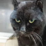 Znaleziono kota, Gdańsk, 16 maja 2025