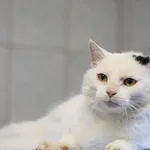 Znaleziono kota, Toruń, 15 września 2024