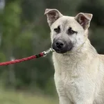 Imię:  Julek Chip: 616093903019747 Płeć : Samiec Wiek: styczeń 2025 Wielkość:  Średni Kastracja/sterylizacja:  Tak Inne Psy:  Akceptuje towarzystwo suczek i psów. Dzieci:  W wieku szkolnym  Charakter: