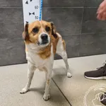 Przyjęty: 2025-05-15 Gmina: Czernichów Płeć: Pies Opis: mieszaniec, biało-brązowe