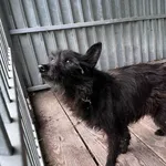 Pies do adopcji, Włocławek, 16 maja 2025