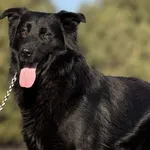 Pies do adopcji, Pieczyska, 16 maja 2025