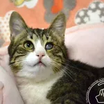 Kot do adopcji, Chełmek, 2 sierpnia 2024