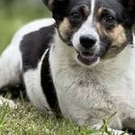 Pies do adopcji, Pieczyska, 16 maja 2025