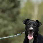 Pies do adopcji, Pieczyska, 16 maja 2025