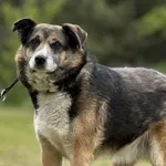 Pies do adopcji, Pieczyska, 16 maja 2025