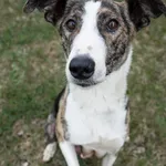 Pies do adopcji, Konin, 14 marca 2025