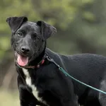 Pies do adopcji, Pieczyska, 16 maja 2025