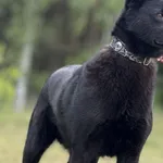 Pies do adopcji, Pieczyska, 16 maja 2025