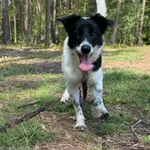 Pies do adopcji, Włocławek, 16 maja 2025