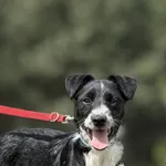 Pies do adopcji, Pieczyska, 16 maja 2025