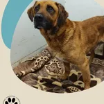 Znaleziono psa, Dąbrówka, 17 maja 2025