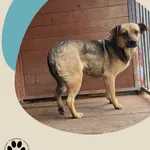 Znaleziono psa, Dąbrówka, 16 maja 2025