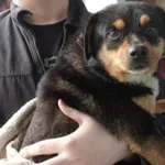 Znaleziono psa, Gdańsk, 17 maja 2025