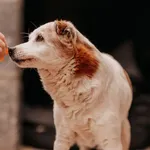 Bunia 616093903027020