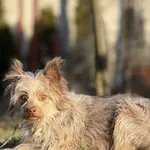 Imię: Mamita Chip: 616093902546262 Płeć : Samica Wiek: styczeń2022 Wielkość:  mała Kastracja/sterylizacja:  Tak Inne Psy:  Akceptuje towarzystwo suczek i psów. Dzieci:  Charakter: Mamita to nieufna dz