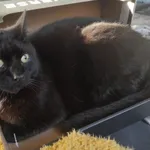 Zaginął kot, Łódź, 19 maja 2025