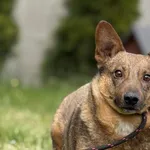 Imię: Seweryn Chip: 616093903021853 Płeć : Samiec Wiek: styczeń 2022 Wielkość:  mały Kastracja/sterylizacja:  Tak Inne Psy:  Akceptuje towarzystwo suczek i psów. Dzieci:  Charakter: Seweryn to spokojn