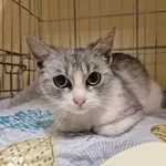 Znaleziono kota, Gdynia, 10 maja 2025