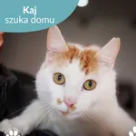 Kot do adopcji, Starogard Gdański, 19 maja 2025