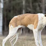 Imię: Marcel Chip: 616093903019557 Płeć : Samiec Wiek: lipiec 2024 Wielkość:  średni Kastracja/sterylizacja:  Tak Inne Psy:  Akceptuje towarzystwo suczek i psów. Dzieci:  Charakter: Marcel to energicz