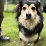 Pies do adopcji, Kraków, 4 maja 2025