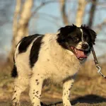 Imię: Nikoś Chip: 616093902532866 Płeć : Samiec Wiek: styczeń 2019 Wielkość:  średni Kastracja/sterylizacja:  Tak Inne Psy:  Akceptuje towarzystwo suczek i psów. Dzieci:  Charakter: Nikoś to delikatny