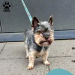 Znaleziono psa, Gdynia, 9 maja 2025