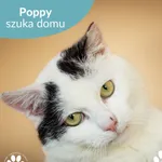 Kot do adopcji, Starogard Gdański, 19 maja 2025