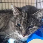 Znaleziono kota, Gdynia, 4 maja 2025